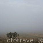 Paracuellos del Jarama y un arbusto entre la niebla